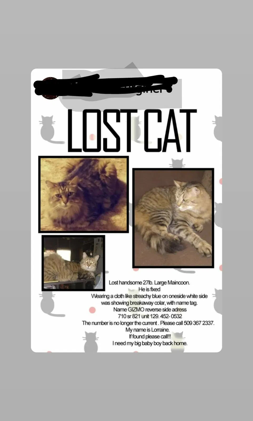 Lost cat in Yakima, WA, 98901