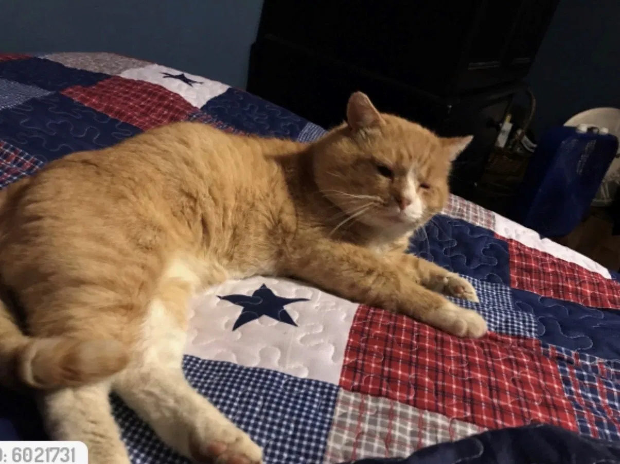 Lost cat in Thomasville, NC, 27360