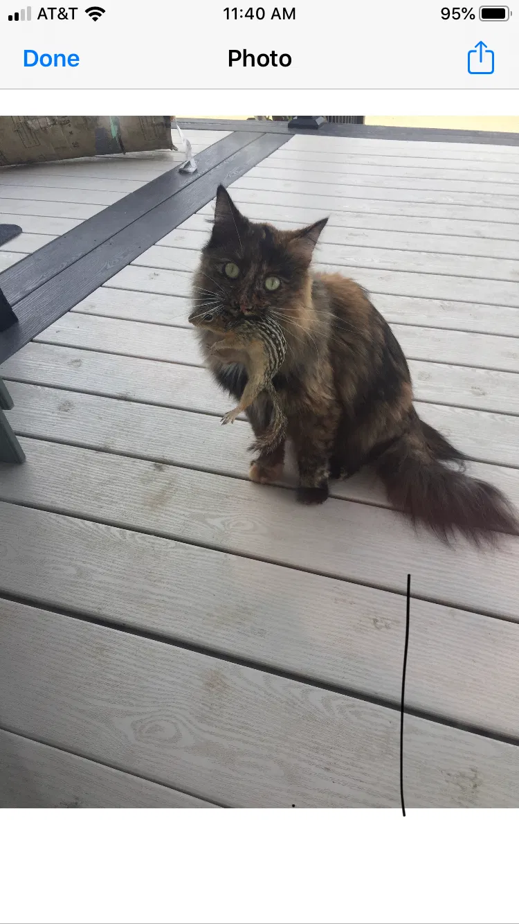Lost cat in Cape Coral, FL, 33904