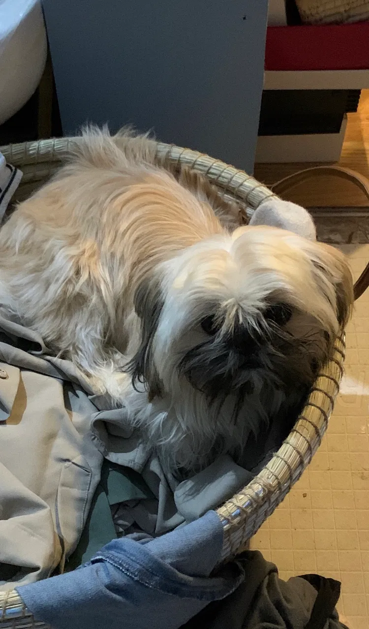 Lost dog in Travelers Rest, SC, 29690