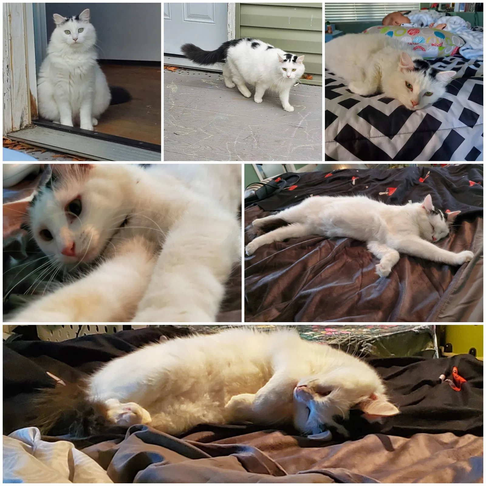 Lost cat in Virginia Beach, VA, 23452