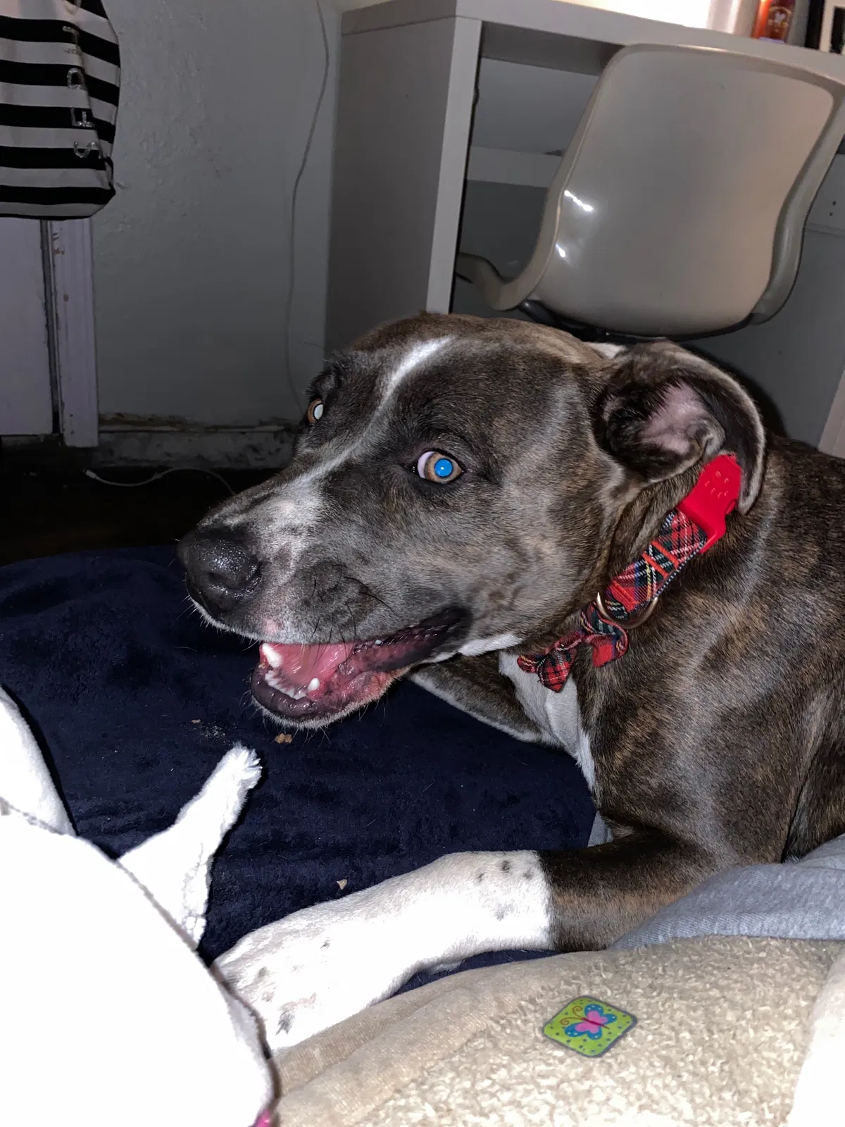 Lost dog in Ontario, CA, 91764