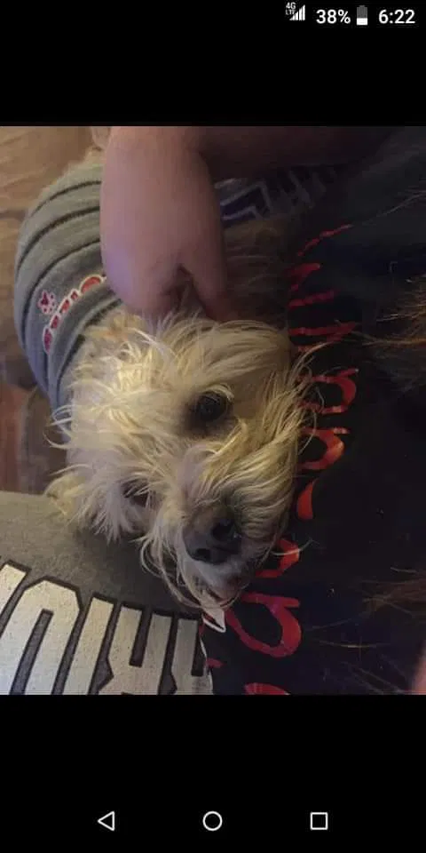Lost dog in Jonesboro, AR, 72401