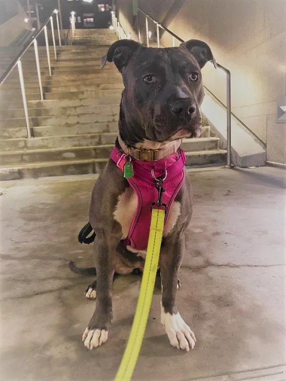Lost dog in Englewood, CO, 80111