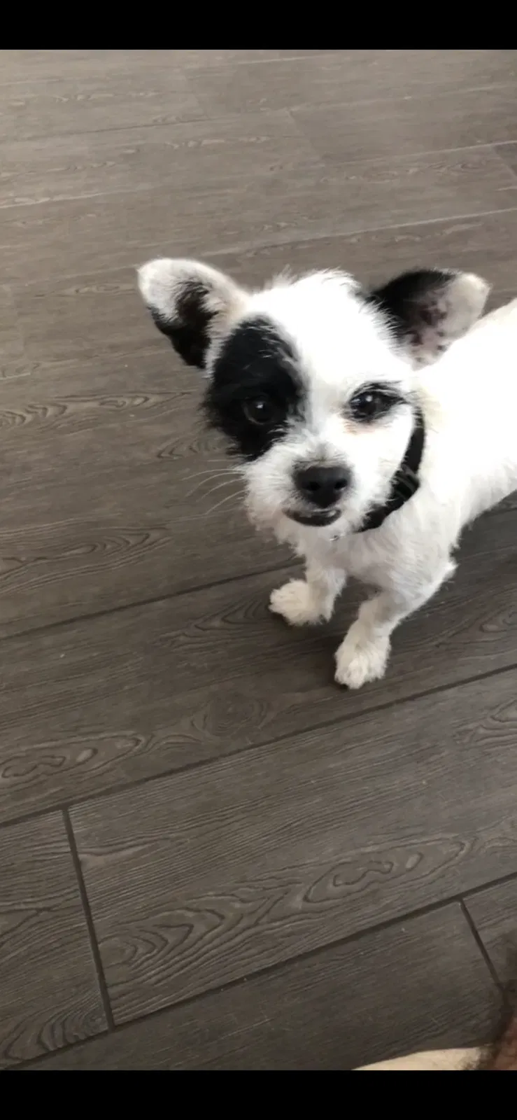 Lost dog in Fontana, CA, 92336