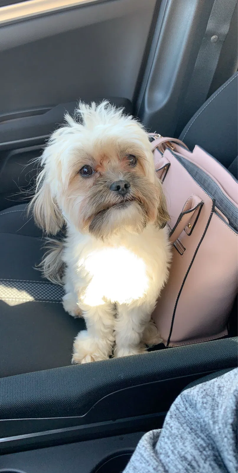 Lost dog in Palm Desert, CA, 92211
