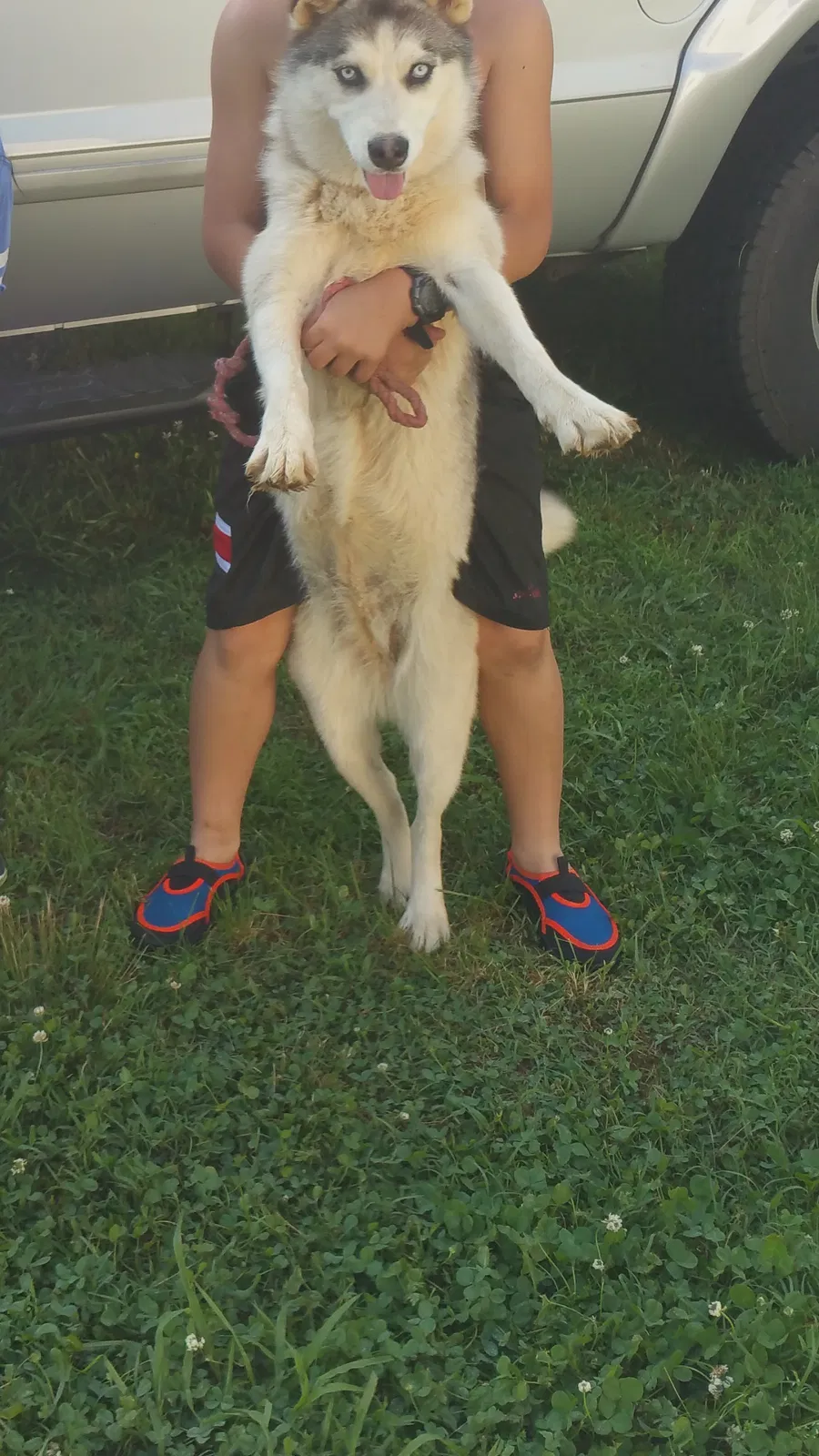 Lost dog in Talbott, TN, 37877