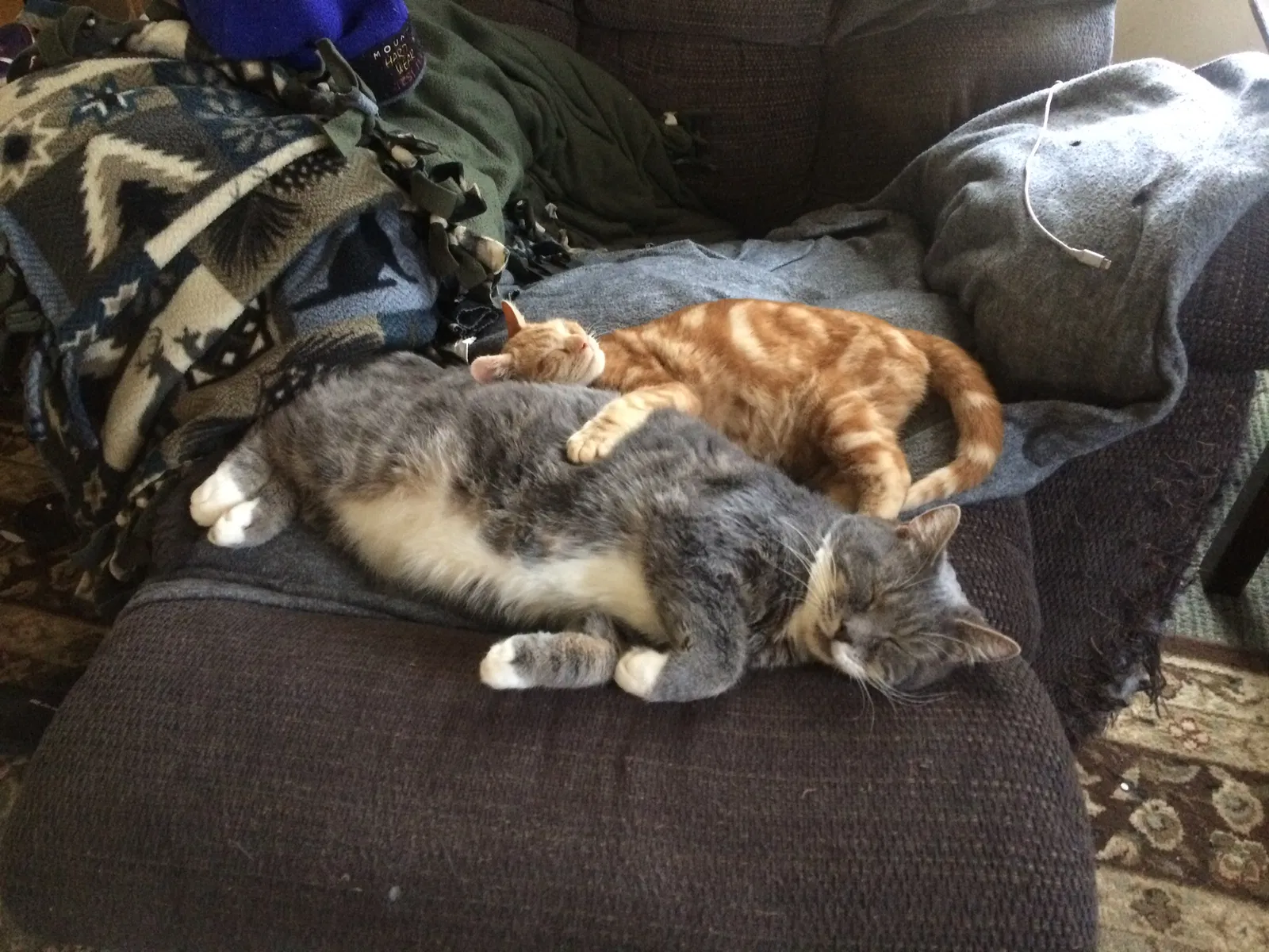 Lost cat in Mill Hall, PA, 17751