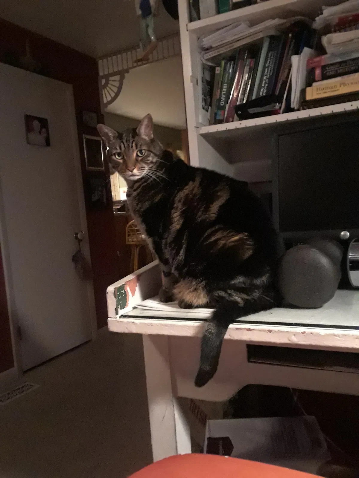 Lost cat in Hatboro, PA, 19040
