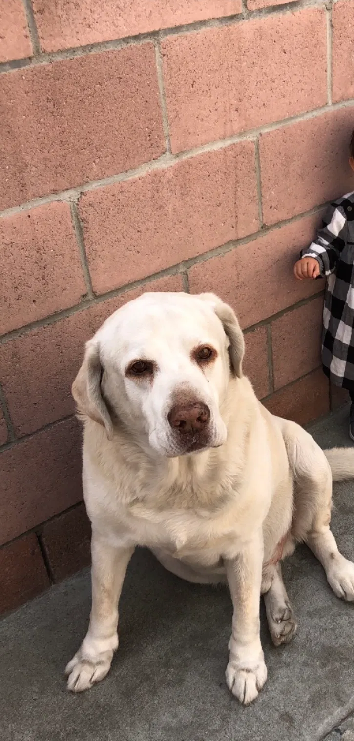 Lost dog in Lynwood, CA, 90262