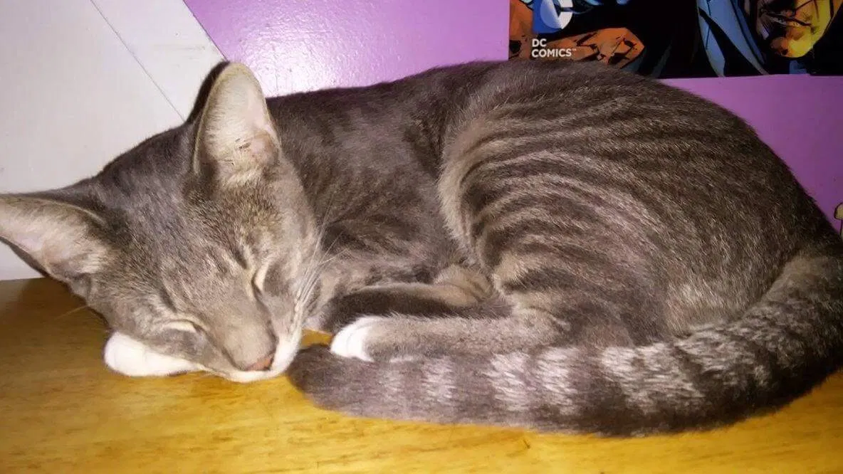 Lost cat in Orlando, FL, 32822