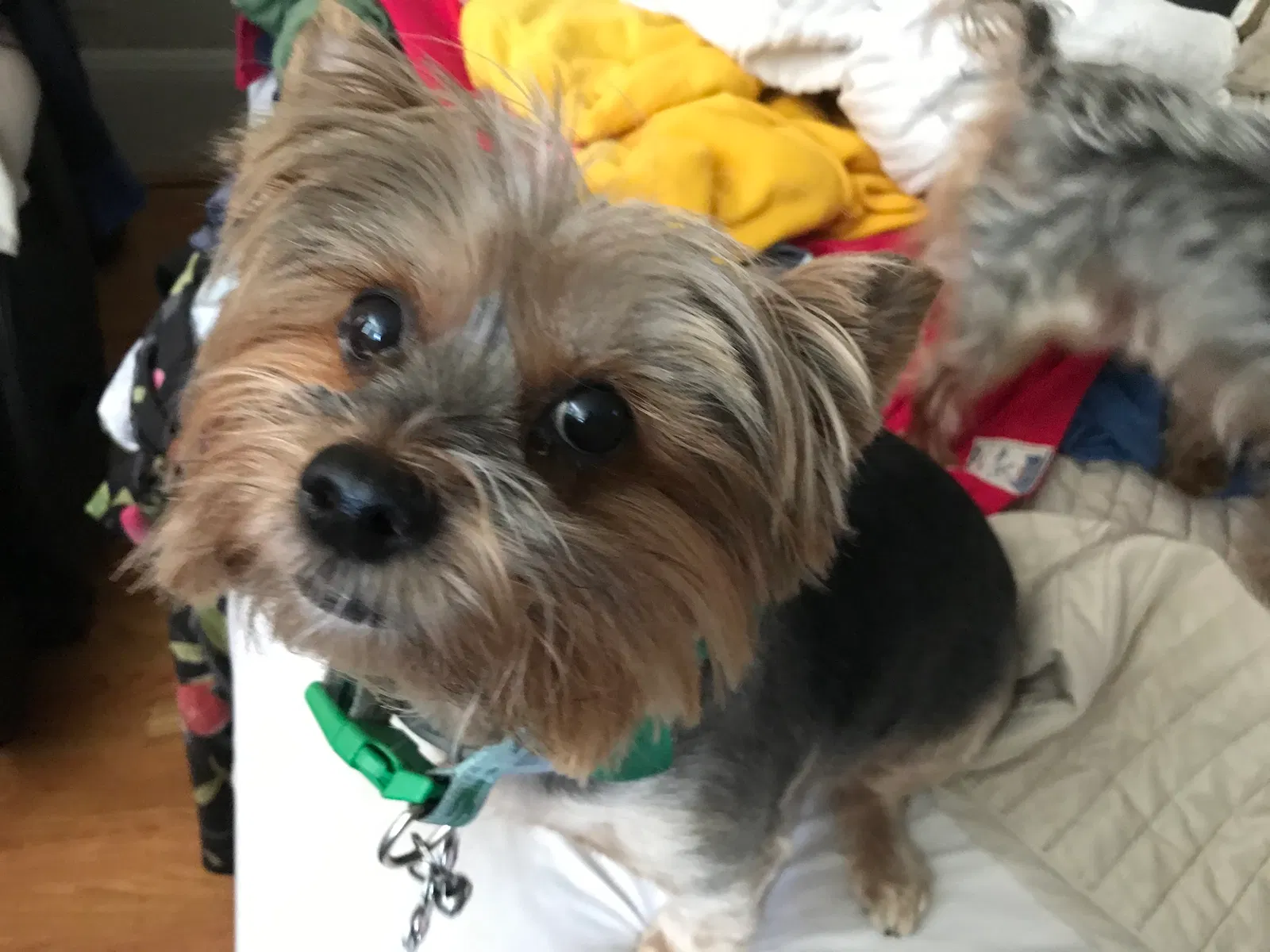 Lost dog in San Francisco, CA, 94124