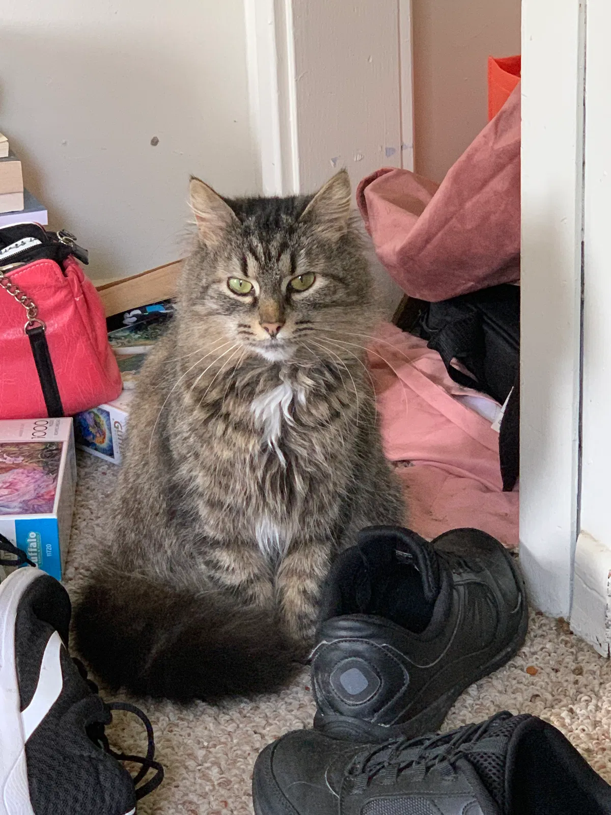 Lost cat in Salem, OH, 44460