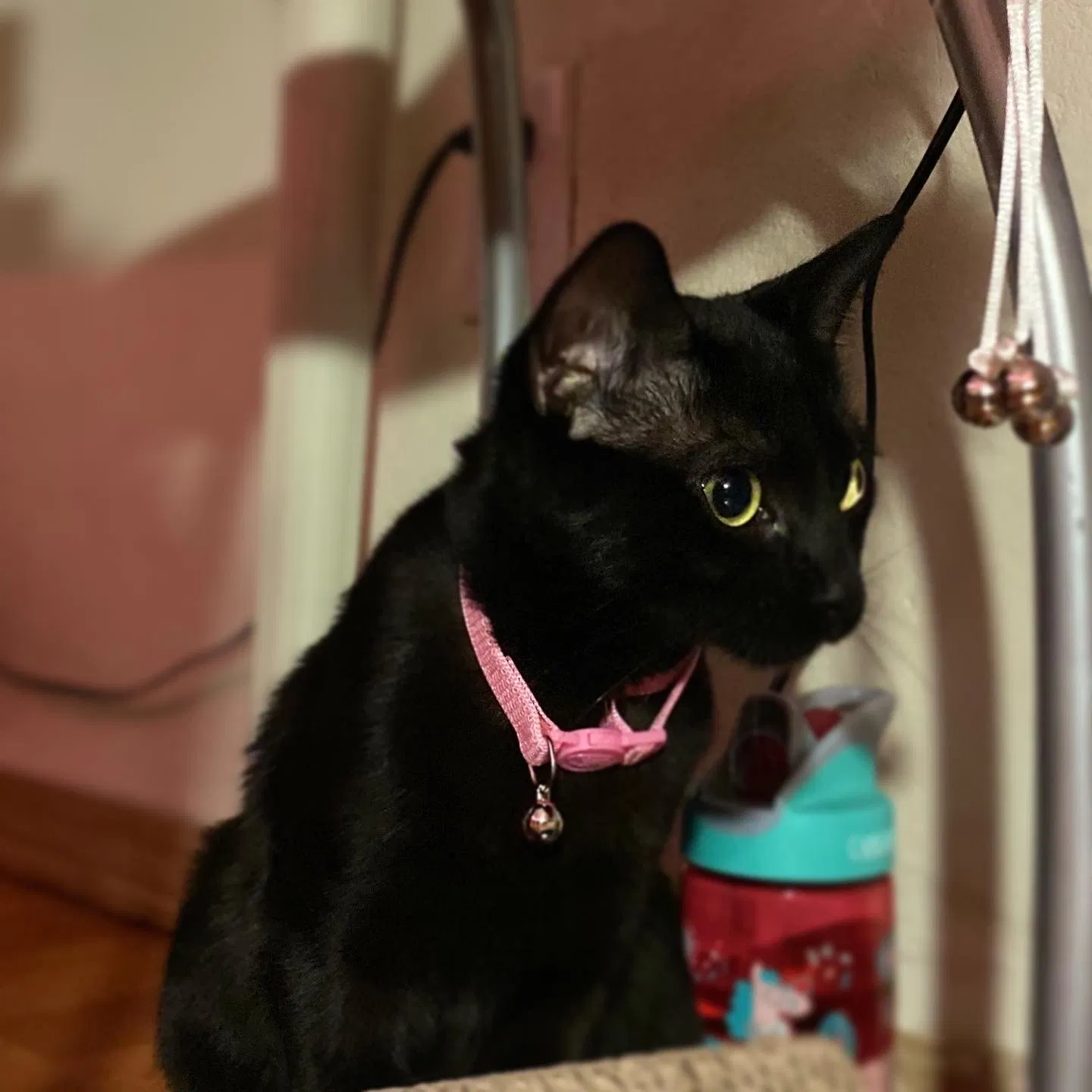 Lost cat in Lynnwood, WA, 98087