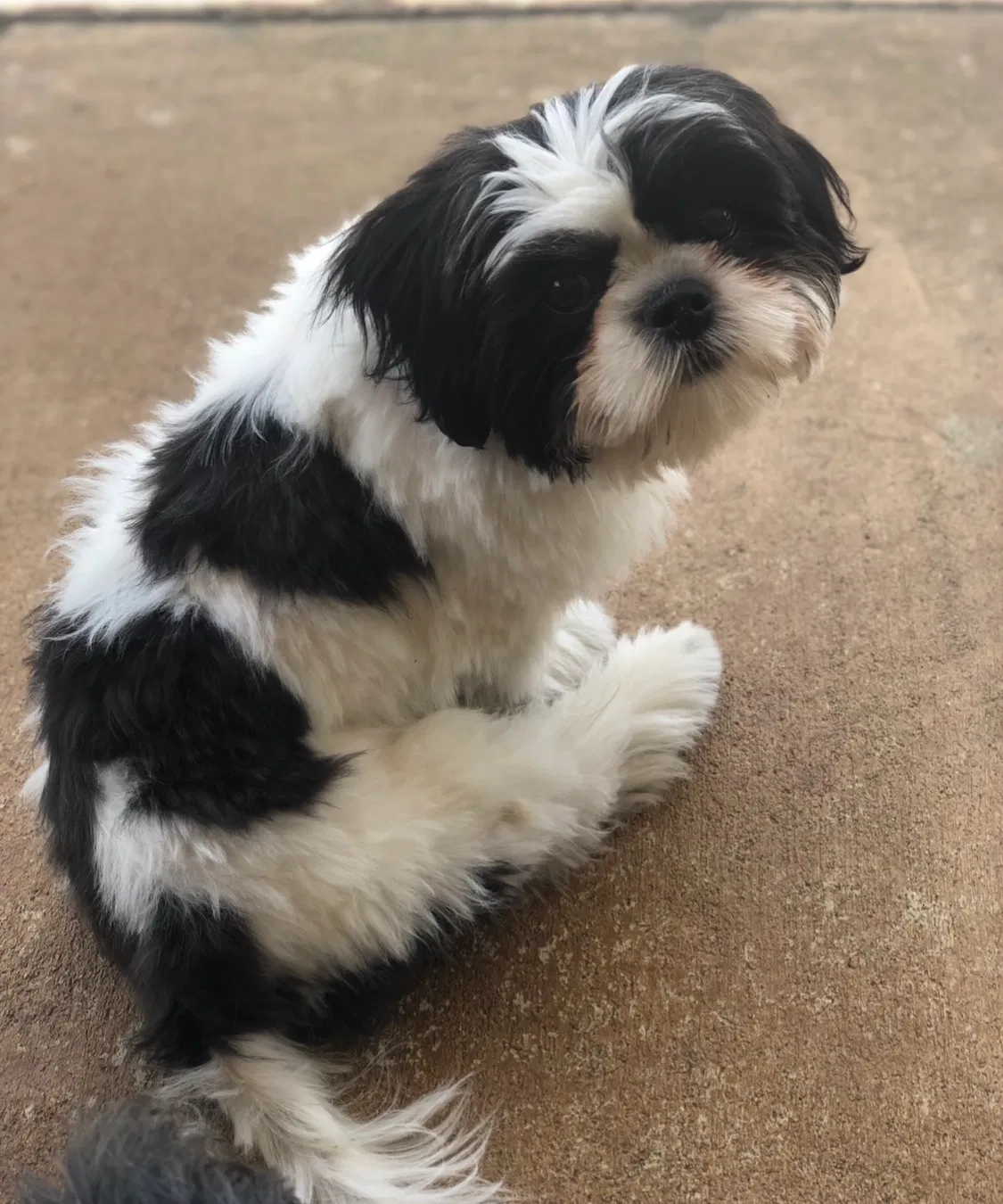 Lost dog in Birmingham, AL, 35223