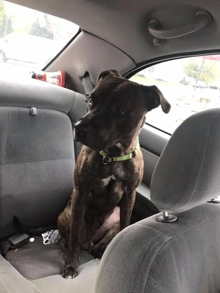 Lost dog in Burton, MI, 48509