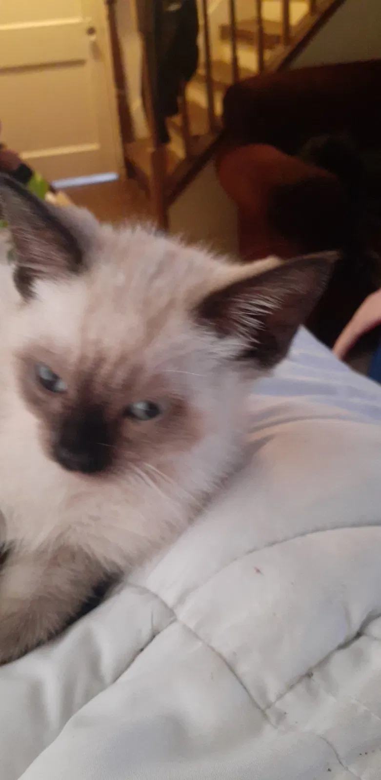 Lost cat in Lansing, MI, 48910