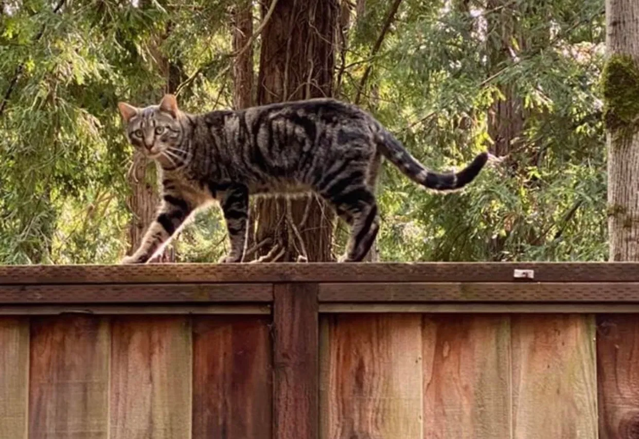 Lost cat in Felton, CA, 95018