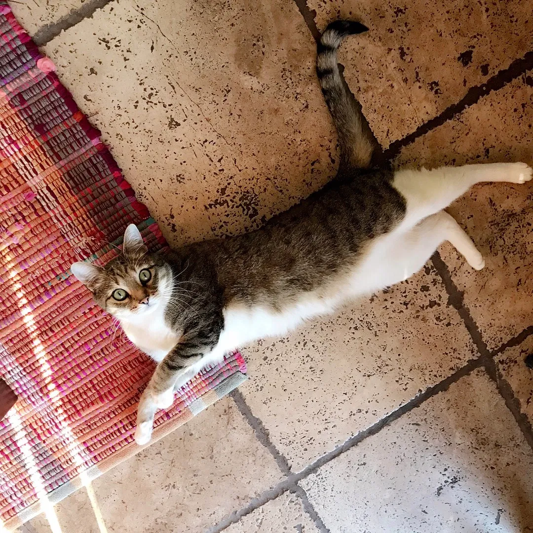 Lost cat in Santa Clara, UT, 84765