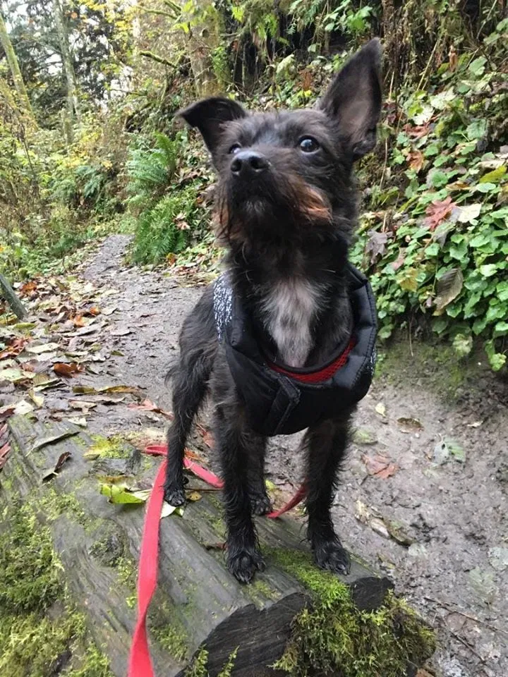 Lost dog in Lynnwood, WA, 98036