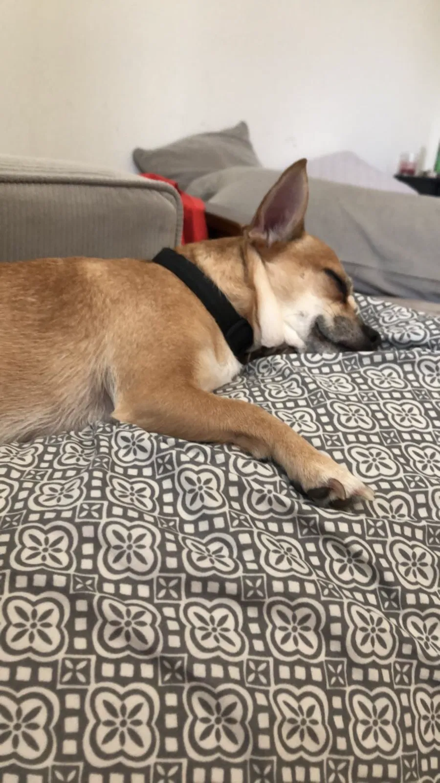 Lost dog in Newark, CA, 94560