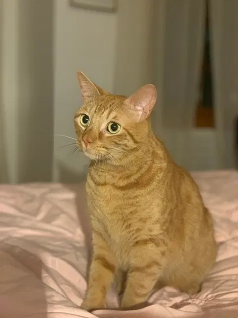 Lost cat in Little Neck, NY, 11363