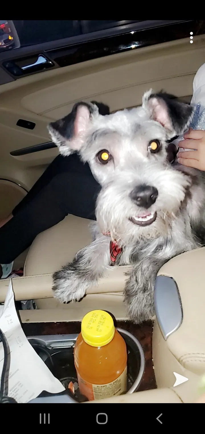 Lost dog in Laredo, TX, 78046