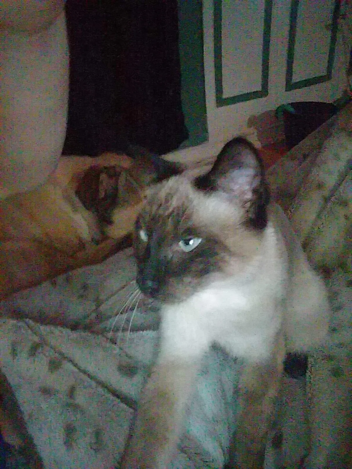 Lost cat in Daytona Beach, FL, 32114