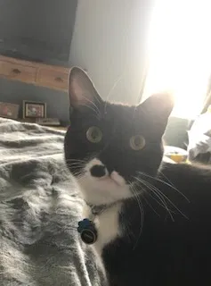 Lost cat in Lubbock, TX, 79424