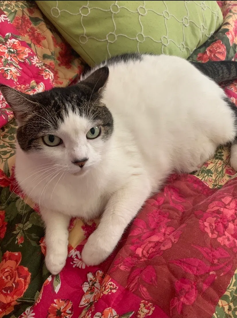 Lost cat in Norwalk, CA, 90650