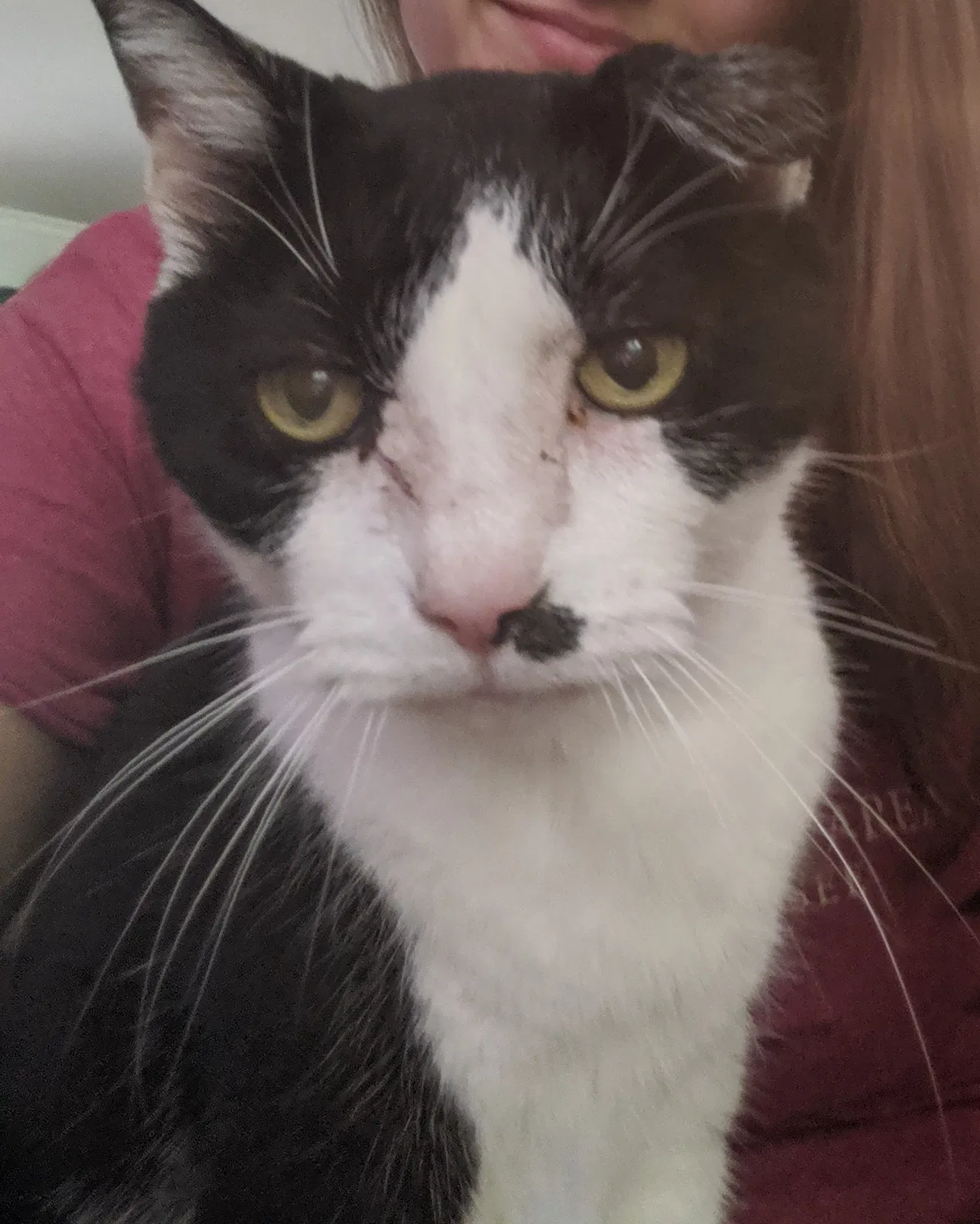 Lost cat in Athens, GA, 30606