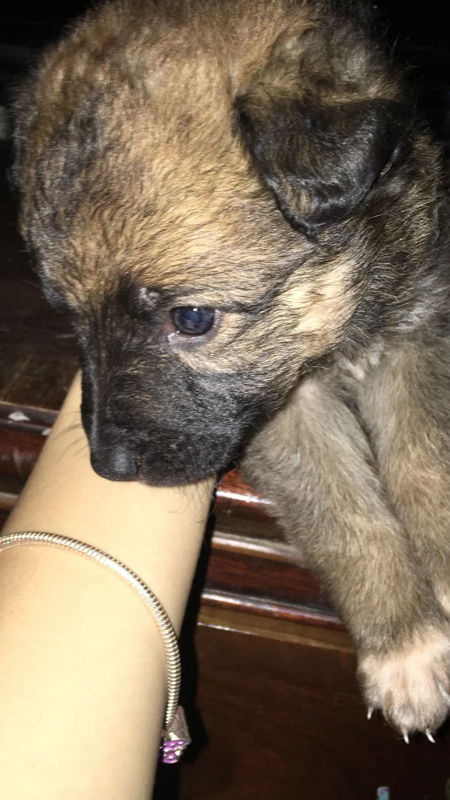 Lost dog in Phoenix, AZ, 85009
