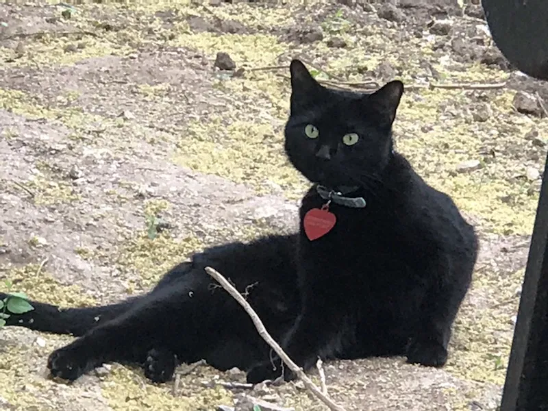 Lost cat in Austin, TX, 78745