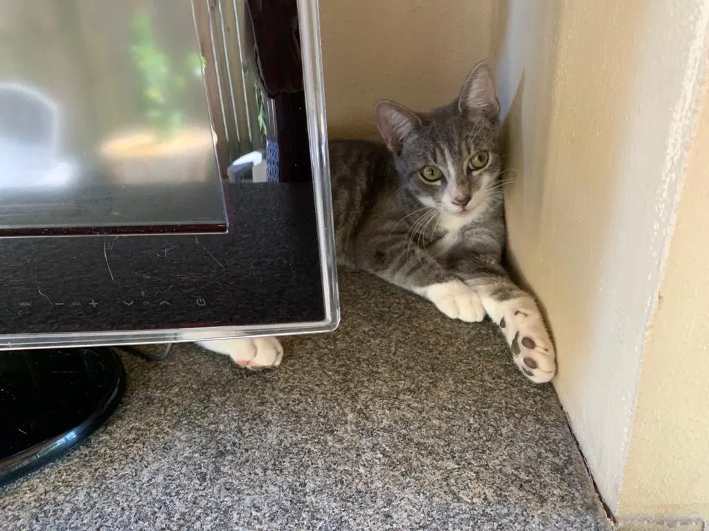 Lost cat in Miami, FL, 33138