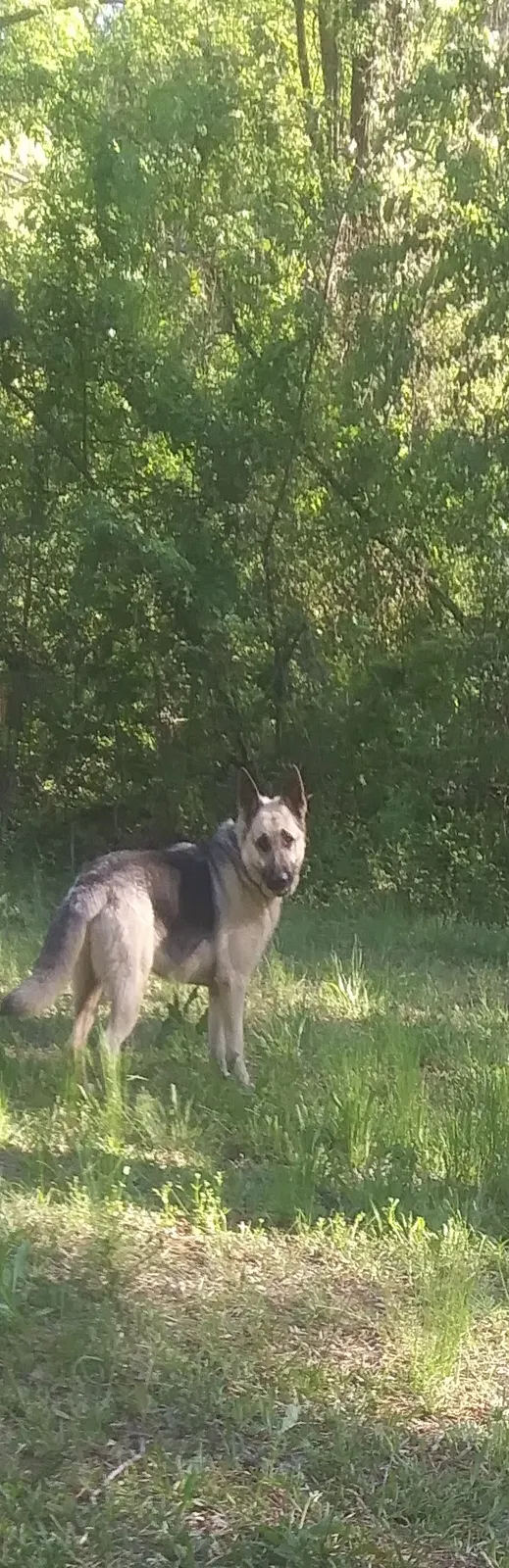 Lost dog in Jefferson, AR, 72079