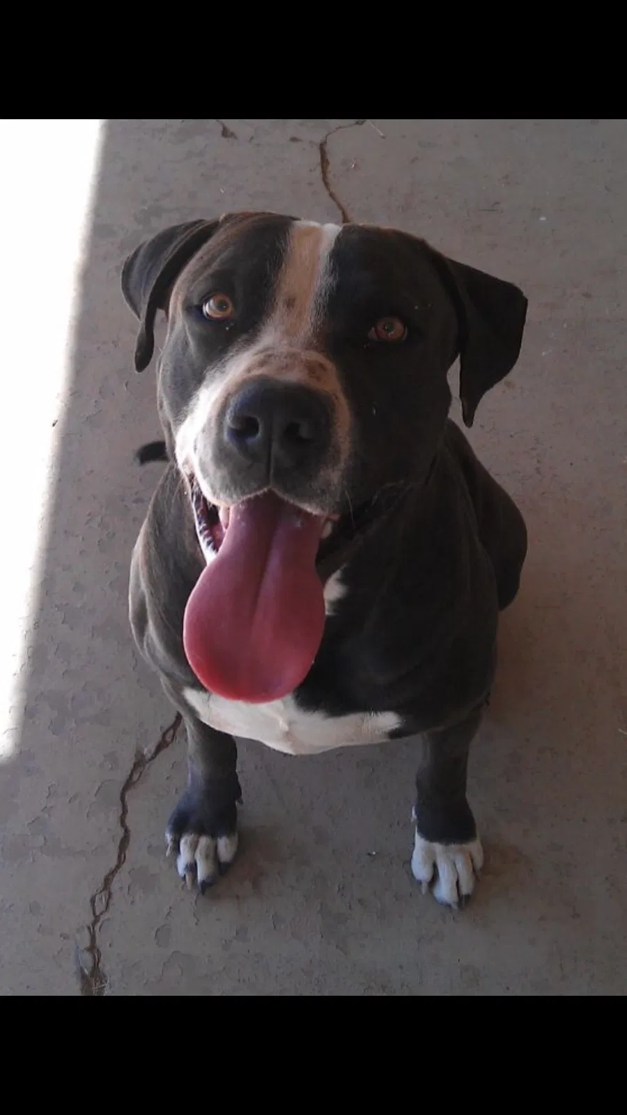 Lost dog in Glendale, AZ, 85303