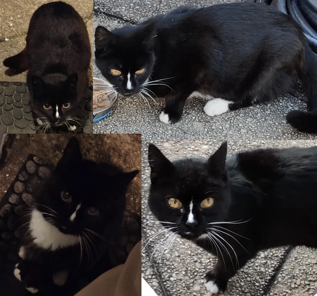 Lost cat in East Elmhurst, NY, 11370
