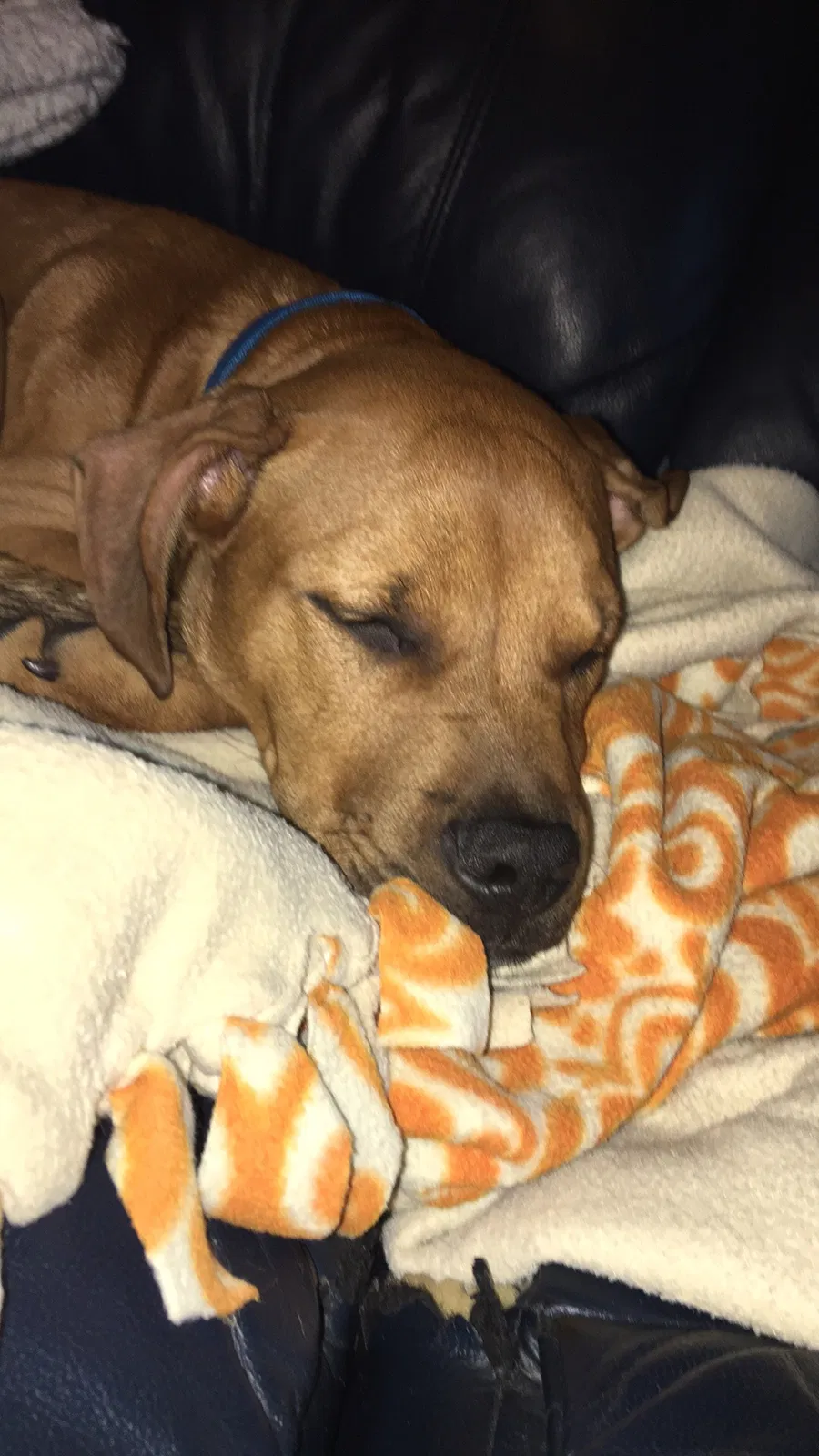 Lost dog in Wichita, KS, 67211