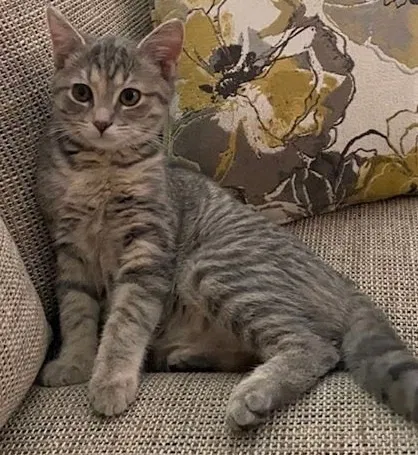 Lost cat in Livonia, MI, 48152