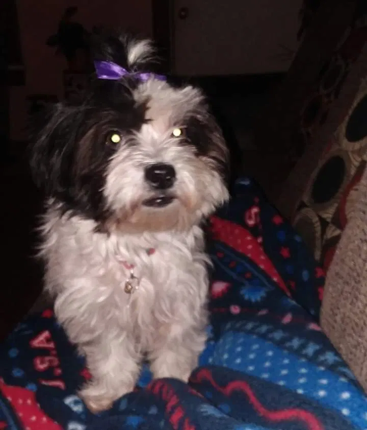 Lost dog in Rockford, IL, 61102