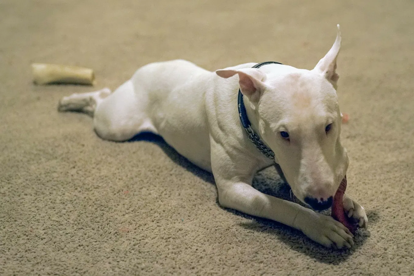 Lost dog in Sacramento, CA, 95838