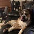 Lost dog in Colorado Springs, CO, 80908