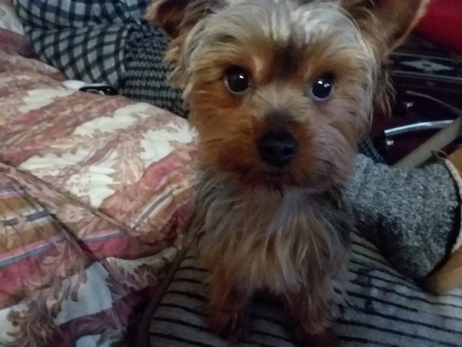 Lost dog in Vallejo, CA, 94591