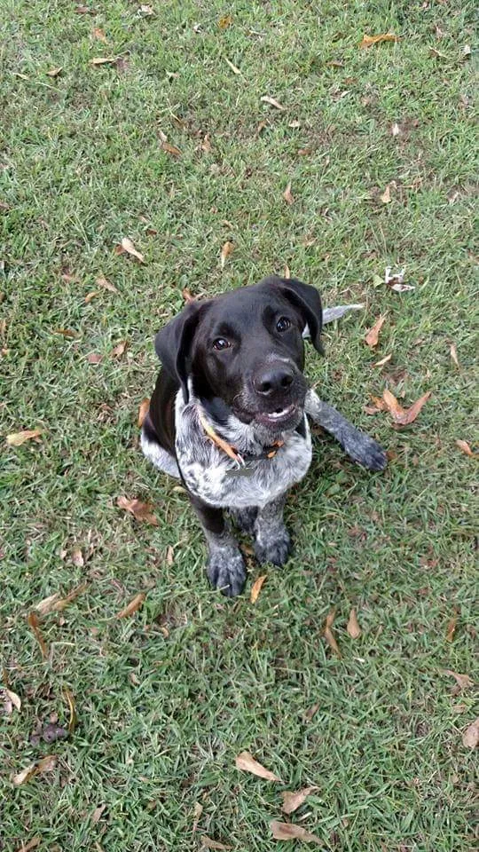 Lost dog in Easley, SC, 29640