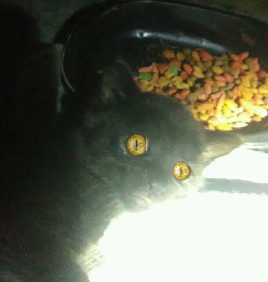 Lost cat in Sulphur Springs, TX, 75482