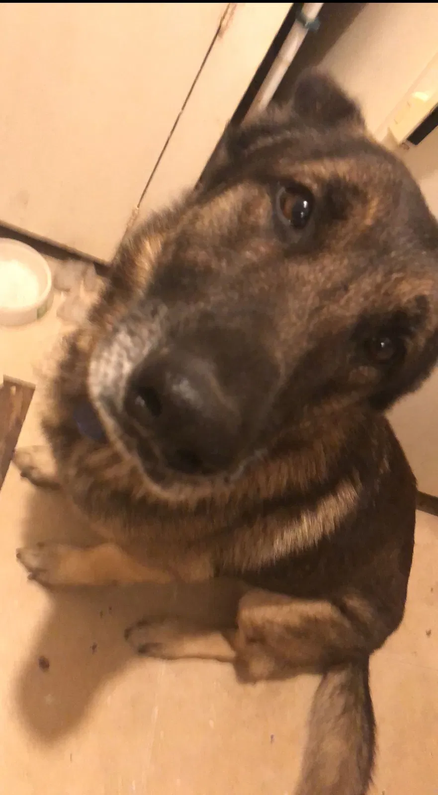 Lost dog in Dallas, TX, 75217