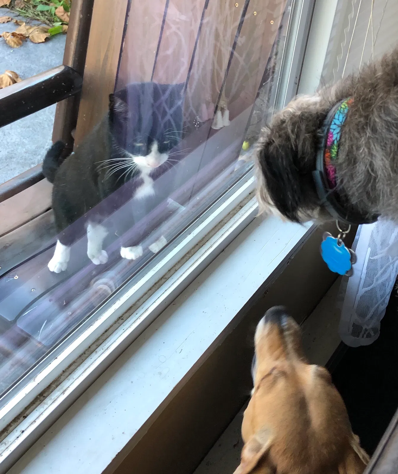 Lost cat in Greene, NY, 13778