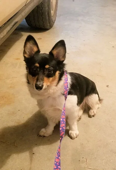 Found dog in Washington, TX, 77880