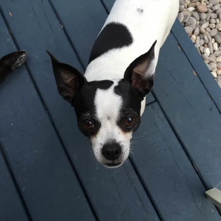 Lost dog in Lyman, SC, 29365