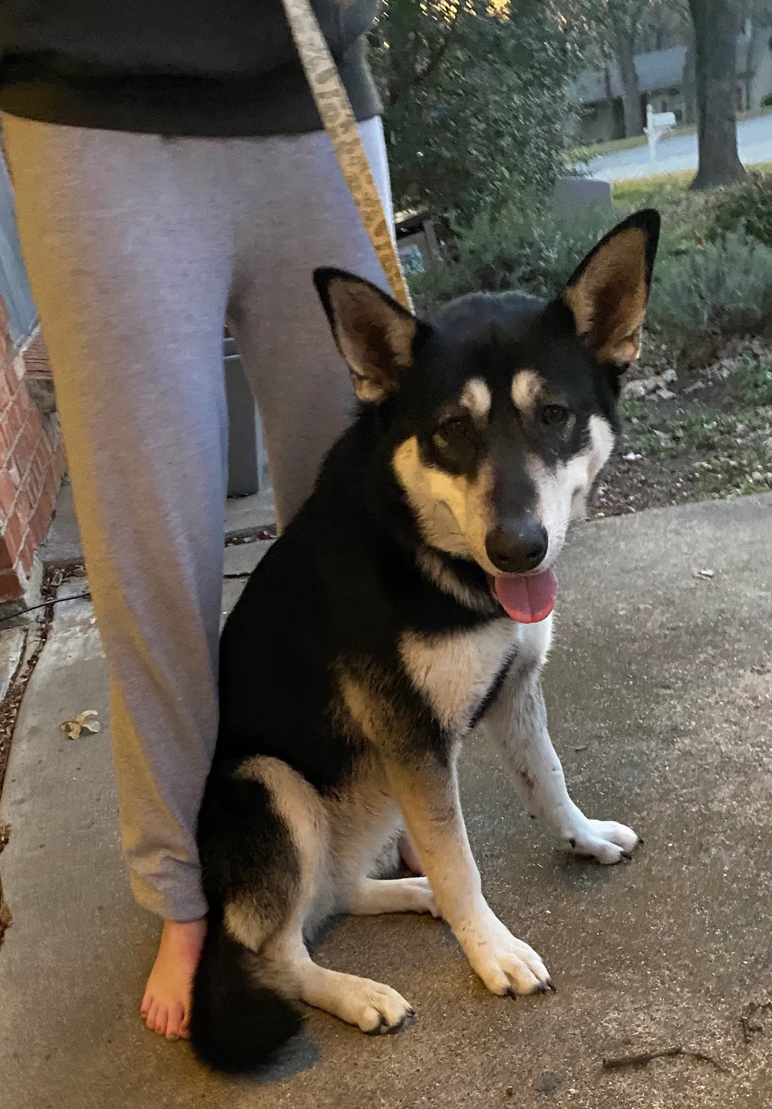 Found dog in Arlington, TX, 76013
